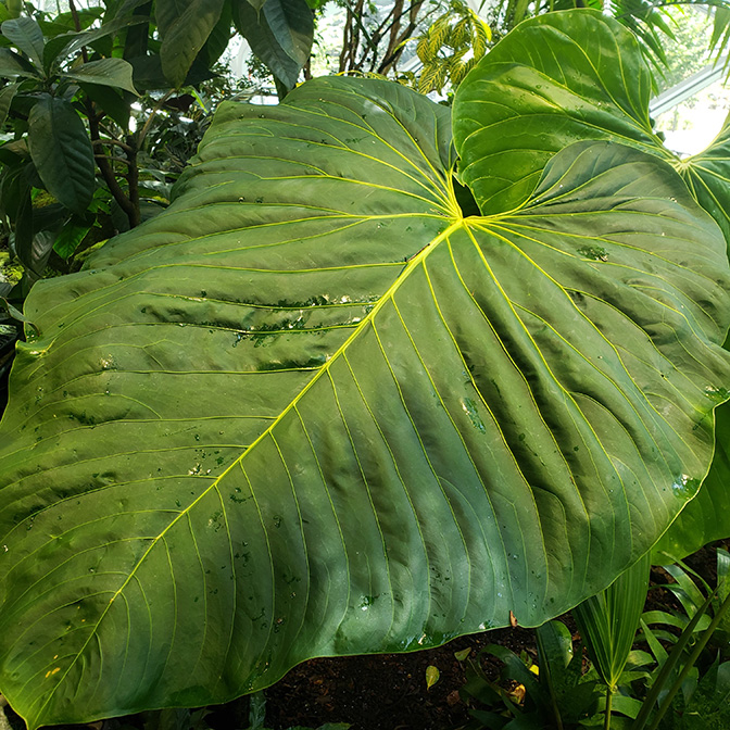 Anthurium gustavii