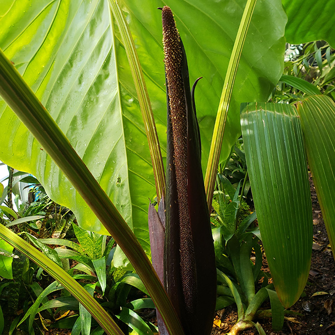 Anthurium gustavii