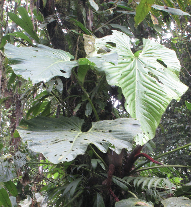 Anthurium gustavii