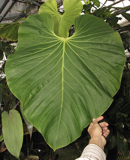 Anthurium gustavii