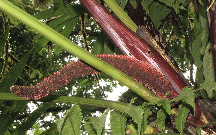 Anthurium gustavii