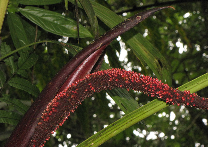 Anthurium gustavii