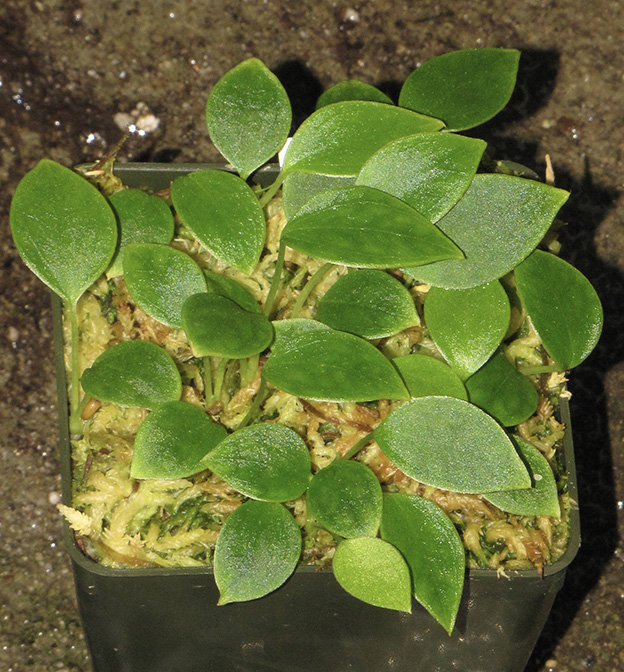 Anthurium gustavii