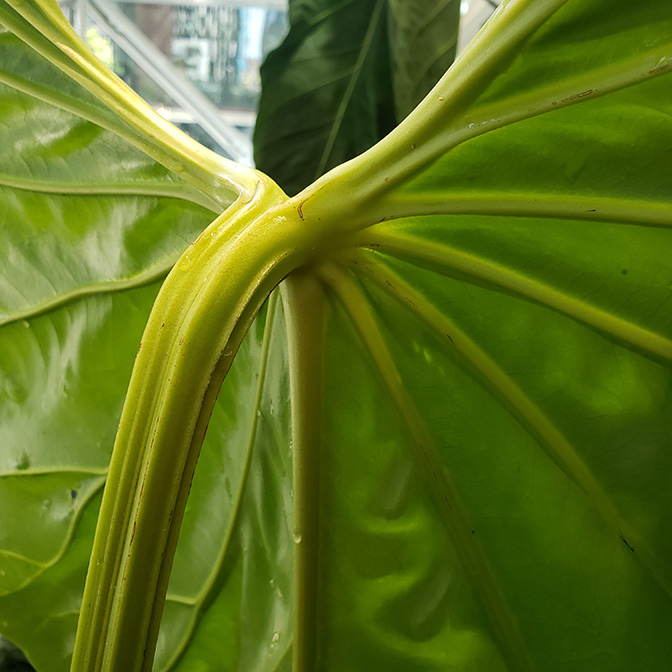 Anthurium gustavii