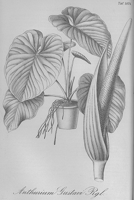 Anthurium gustavii