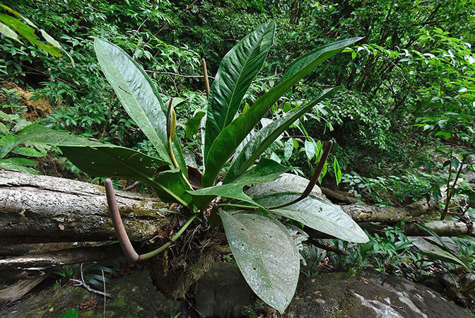 Anthurium hacumense