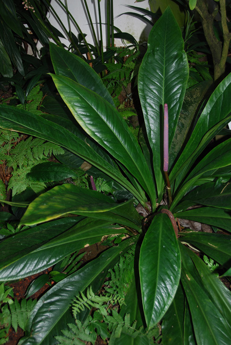 Anthurium hacumense