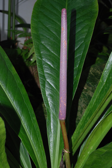 Anthurium hacumense