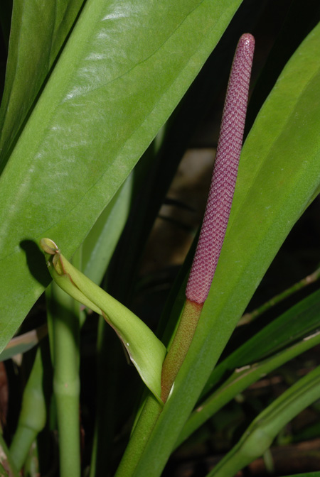Anthurium hacumense
