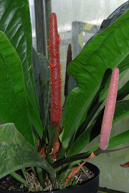 Anthurium hacumense
