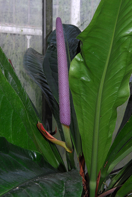 Anthurium hacumense