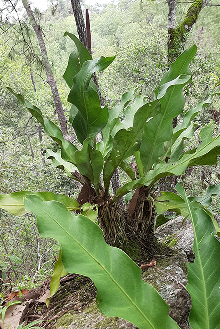 Anthurium halmoorei