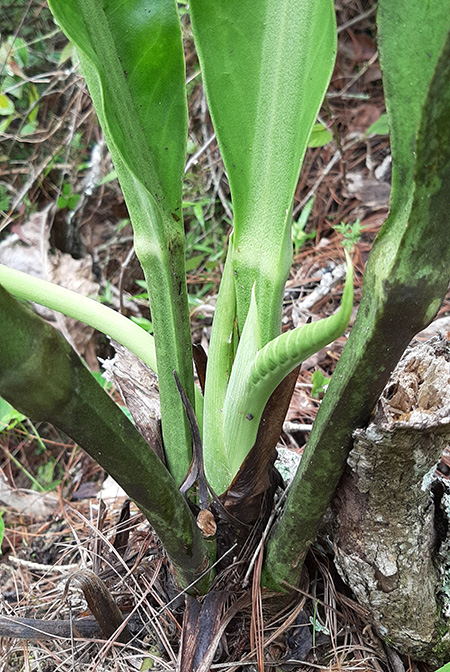 Anthurium halmoorei