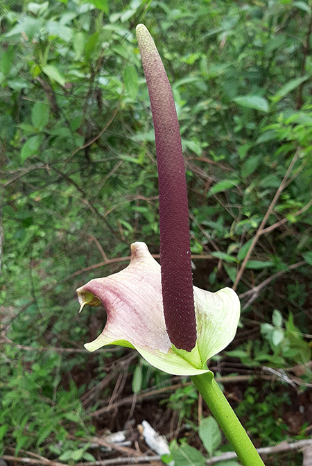 Anthurium halmoorei