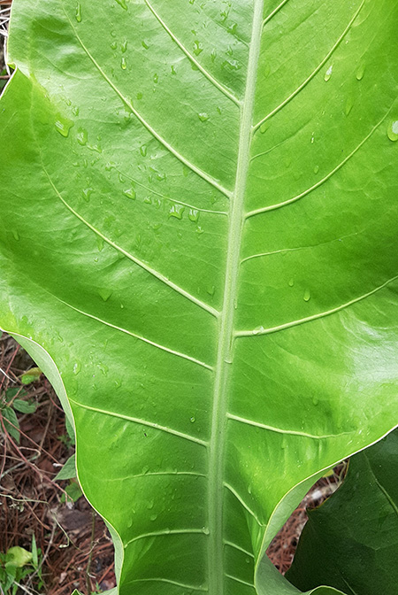 Anthurium halmoorei