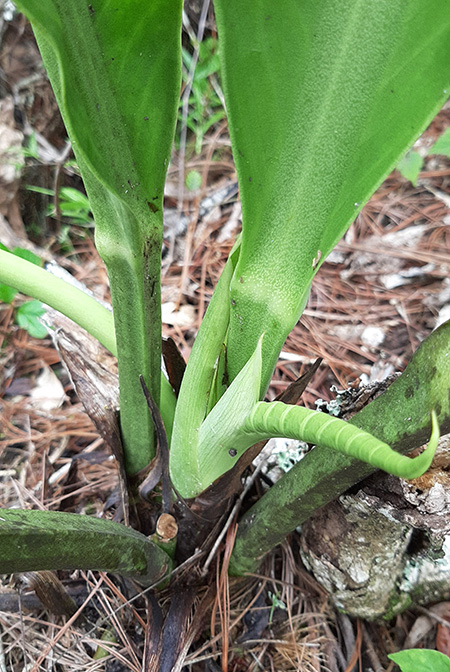 Anthurium halmoorei