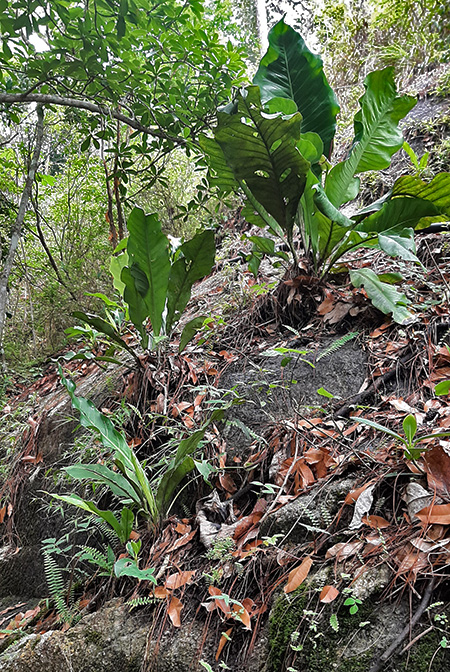 Anthurium halmoorei