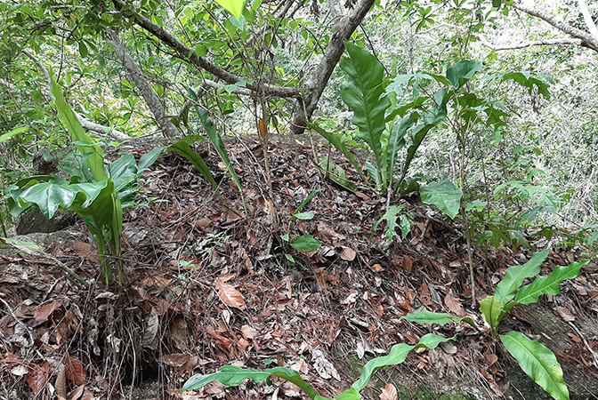Anthurium halmoorei
