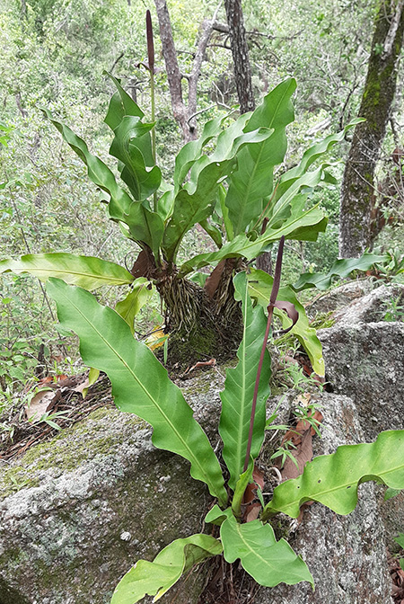 Anthurium halmoorei