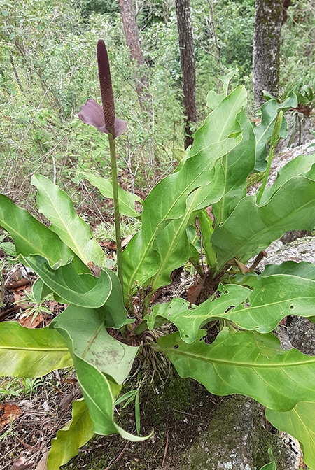 Anthurium halmoorei