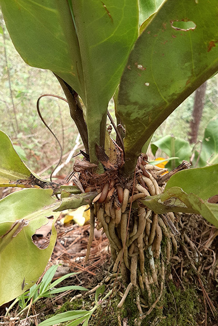 Anthurium halmoorei