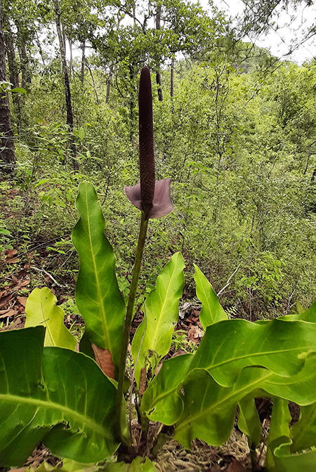 Anthurium halmoorei