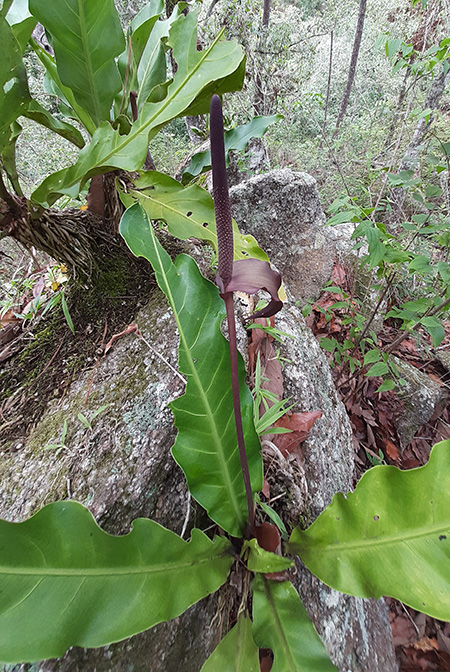 Anthurium halmoorei