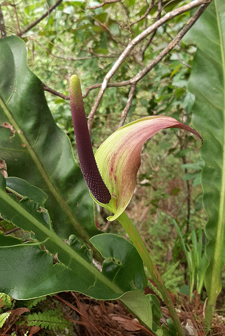 Anthurium halmoorei