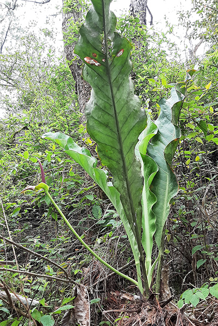Anthurium halmoorei