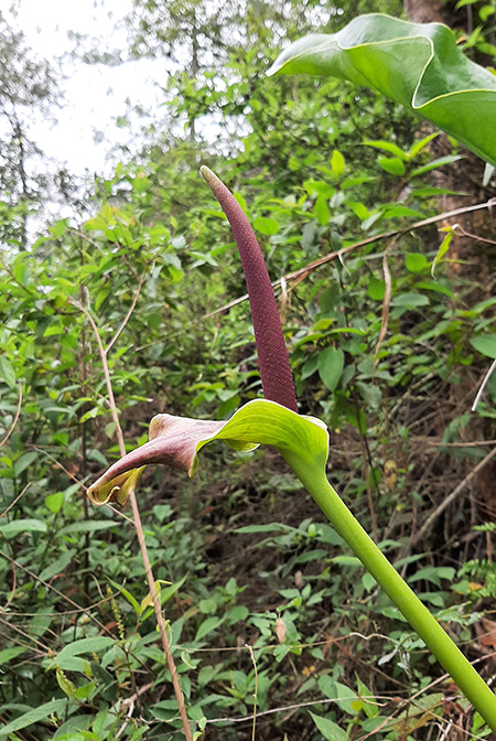 Anthurium halmoorei