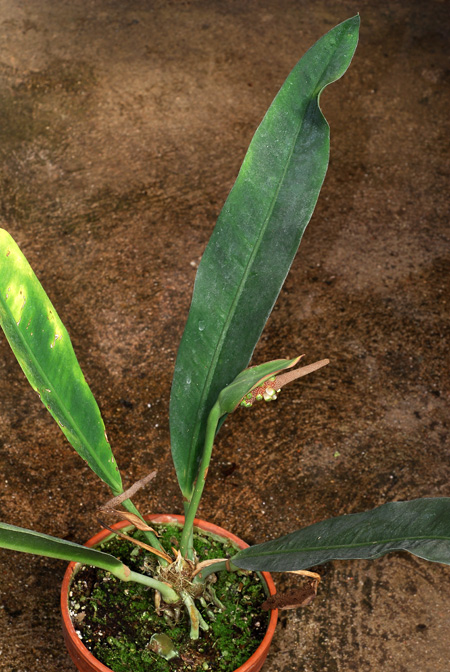 Anthurium harleyi