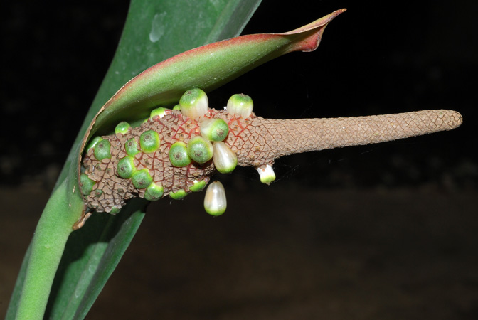 Anthurium harleyi