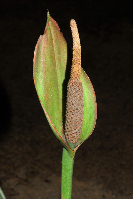 Anthurium harleyi
