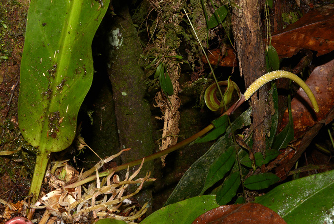 Anthurium harlingianum