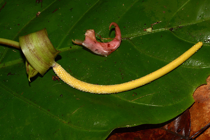 Anthurium harlingianum