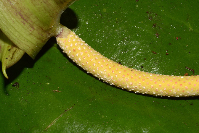 Anthurium harlingianum