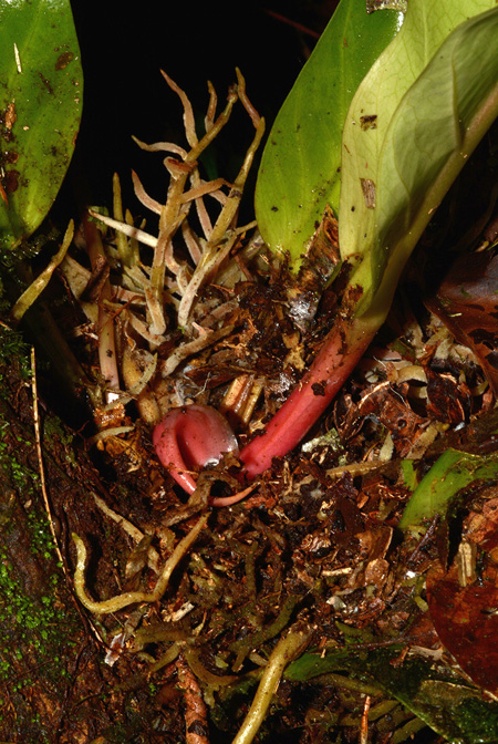 Anthurium harlingianum
