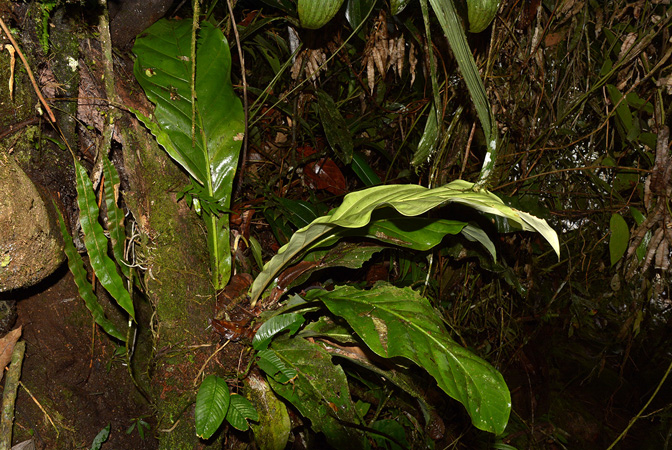 Anthurium harlingianum