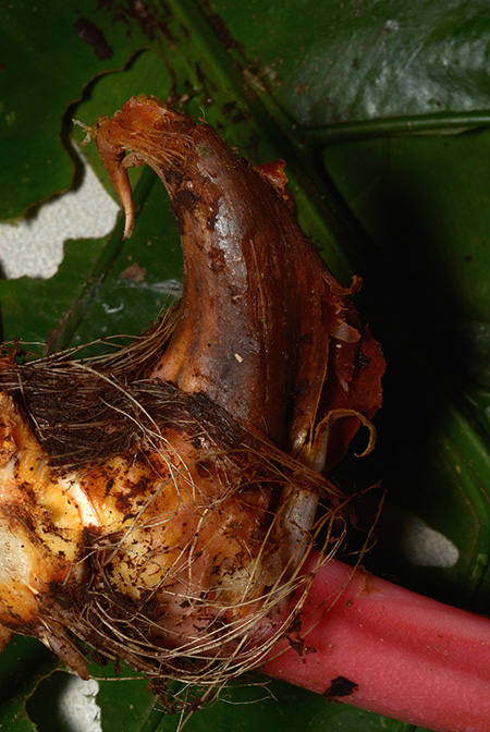 Anthurium harlingianum