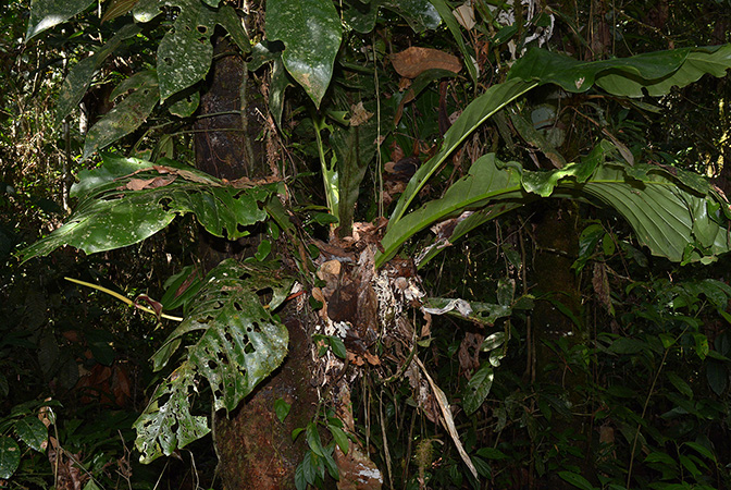 Anthurium harlingianum