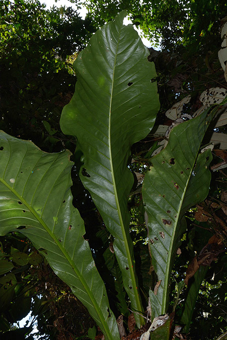 Anthurium harlingianum