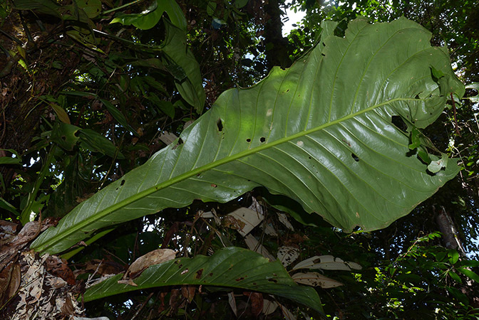 Anthurium harlingianum