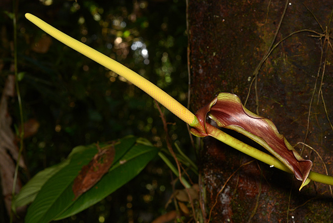 Anthurium harlingianum