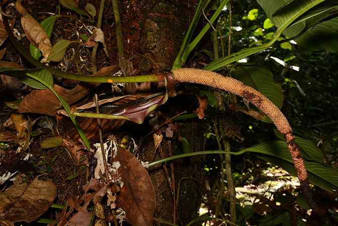 Anthurium harlingianum