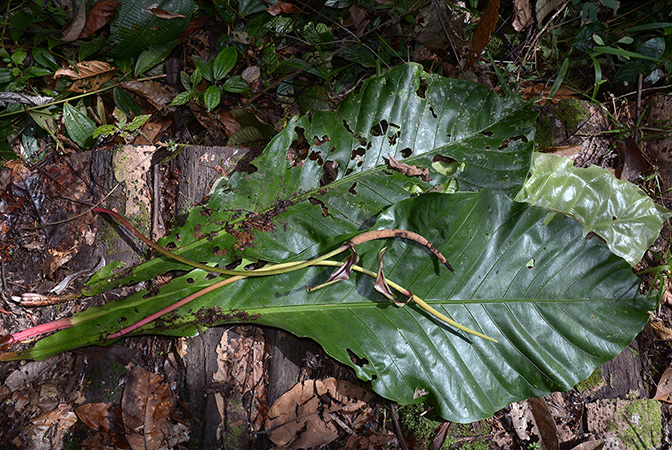 Anthurium harlingianum