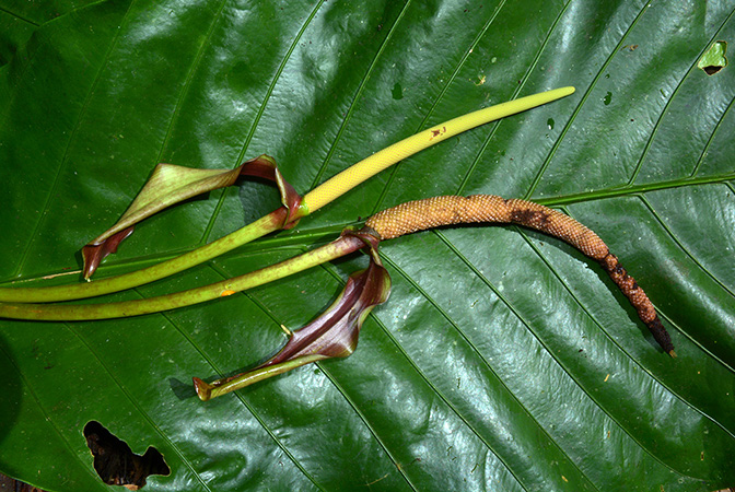 Anthurium harlingianum