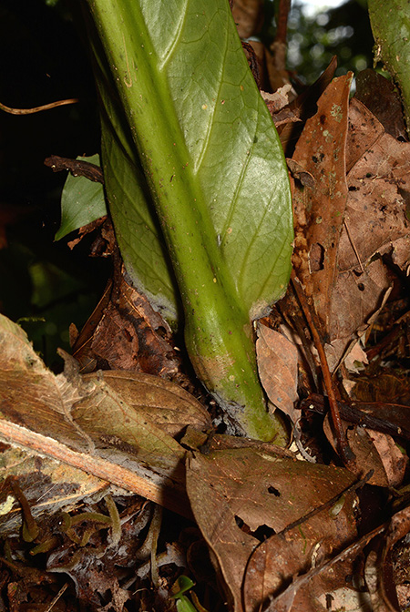 Anthurium harlingianum