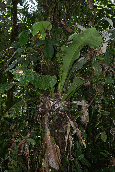 Anthurium harlingianum