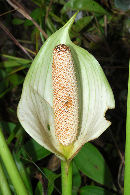 Anthurium hartleyianum