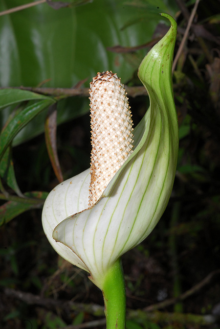 Anthurium hartleyianum
